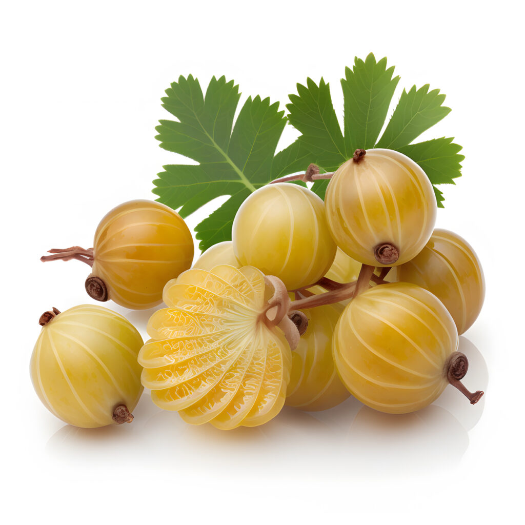 gooseberry fruit blank white background one