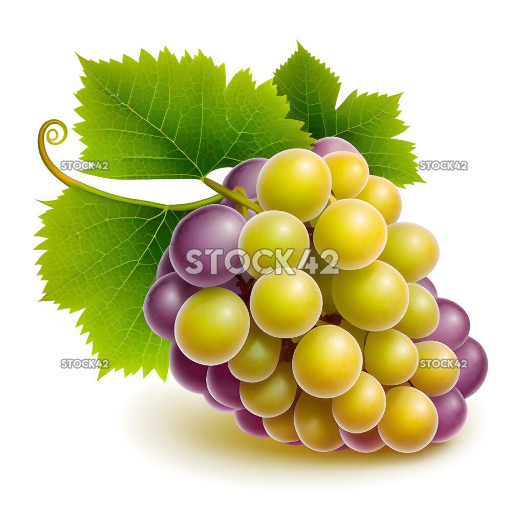 grape blank white background two